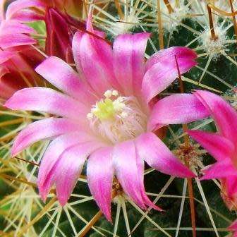 Mammillaria magnifica - 5 Seed Pack - Verified Seller - Exotic Succulent Cactus - Combined Shipping