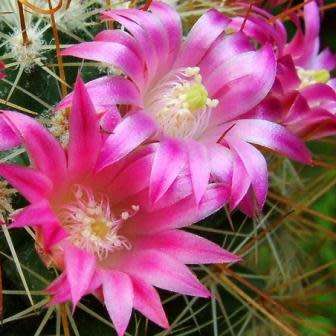 Mammillaria magnifica - 5 Seed Pack - Verified Seller - Exotic Succulent Cactus - Combined Shipping