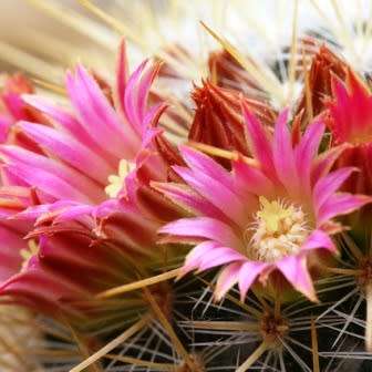 Mammillaria magnifica - 5 Seed Pack - Verified Seller - Exotic Succulent Cactus - Combined Shipping