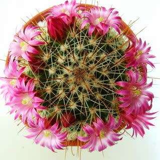 Mammillaria magnifica - 5 Seed Pack - Verified Seller - Exotic Succulent Cactus - Combined Shipping