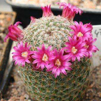 Mammillaria matudae - 5 Seed Pack - Verified Seller - Exotic Succulent Cactus - NEW