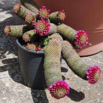 Mammillaria matudae - 5 Seed Pack - Verified Seller - Exotic Succulent Cactus - NEW