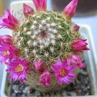 Mammillaria matudae - 5 Seed Pack - Verified Seller - Exotic Succulent Cactus - NEW
