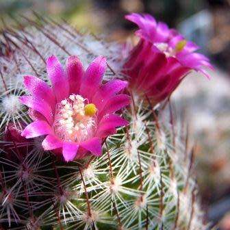 Mammillaria matudae - 5 Seed Pack - Verified Seller - Exotic Succulent Cactus - NEW
