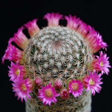 Mammillaria matudae - 5 Seed Pack - Verified Seller - Exotic Succulent Cactus - NEW