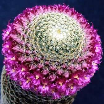 Mammillaria matudae - 5 Seed Pack - Verified Seller - Exotic Succulent Cactus - NEW
