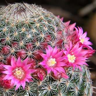 Mammillaria matudae - 5 Seed Pack - Verified Seller - Exotic Succulent Cactus - NEW
