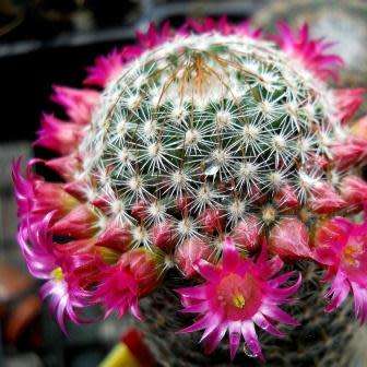 Mammillaria matudae - 5 Seed Pack - Verified Seller - Exotic Succulent Cactus - NEW