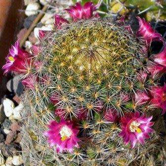Mammillaria matudae - 5 Seed Pack - Verified Seller - Exotic Succulent Cactus - NEW