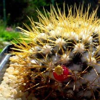 Mammillaria nivosa Seeds - Verified Seller - Exotic Succulent Cactus - Free Shipping Insurance