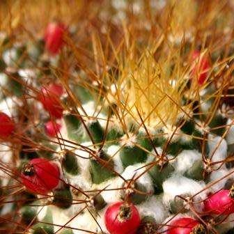 Mammillaria nivosa Seeds - Verified Seller - Exotic Succulent Cactus - Free Shipping Insurance