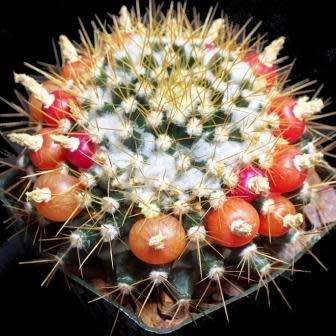 Mammillaria nivosa Seeds - Verified Seller - Exotic Succulent Cactus - Free Shipping Insurance