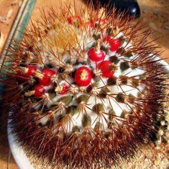Mammillaria nivosa Seeds - Verified Seller - Exotic Succulent Cactus - Free Shipping Insurance