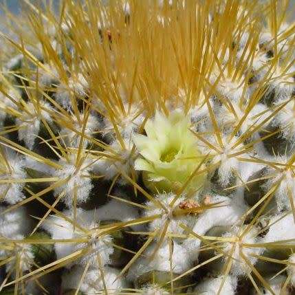 Mammillaria nivosa Seeds - Verified Seller - Exotic Succulent Cactus - Free Shipping Insurance