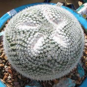 Mammillaria parkinsonii Seeds - Verified Seller - Exotic Succulent Cactus - Combined Shipping