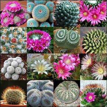 10 Mammillaria Mixed Species Seeds + FREE Seeds in ALL Parcels - Exotic Succulent Cactus