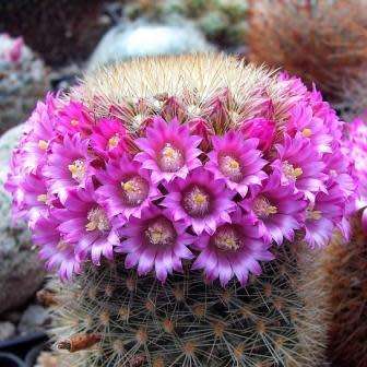 Mammillaria pilcayensis - 5 Seed Pack - Verified Seller - Exotic Succulent Cactus
