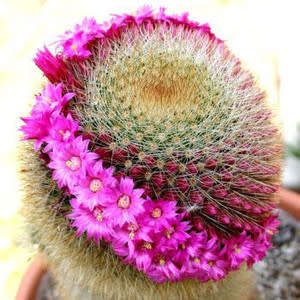 Mammillaria pilcayensis - 5 Seed Pack - Verified Seller - Exotic Succulent Cactus