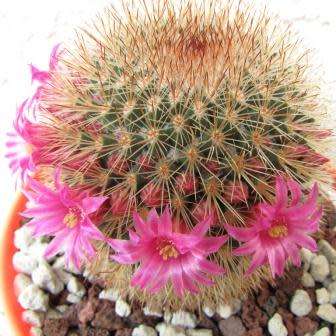 Mammillaria pilcayensis - 5 Seed Pack - Verified Seller - Exotic Succulent Cactus