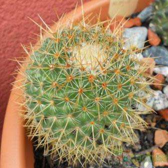 Mammillaria ruestii Cactus Seeds - Exotic Succulent - Combined Delivery