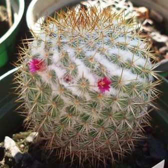 Mammillaria ruestii Cactus Seeds - Exotic Succulent - Combined Delivery