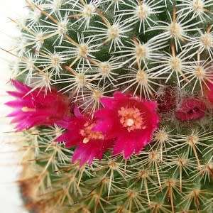 Mammillaria ruestii Cactus Seeds - Exotic Succulent - Combined Delivery