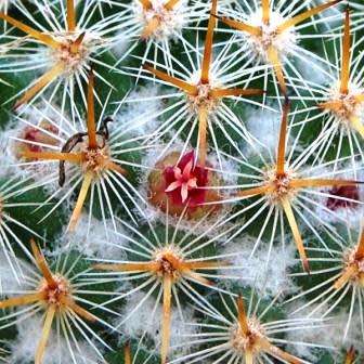 Mammillaria ruestii Cactus Seeds - Exotic Succulent - Combined Delivery