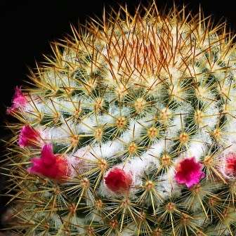 Mammillaria ruestii Cactus Seeds - Exotic Succulent - Combined Delivery