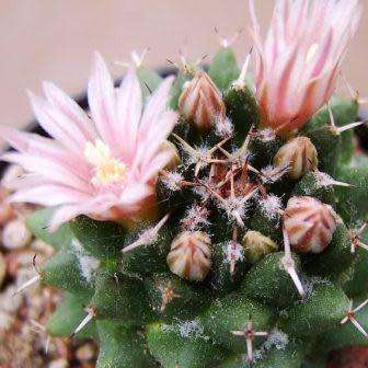 Mammillaria sempervivi Seeds - Verified Seller - Exotic Succulent Cactus
