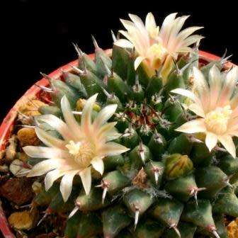 Mammillaria sempervivi Seeds - Verified Seller - Exotic Succulent Cactus