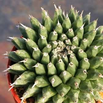 Mammillaria sempervivi Seeds - Verified Seller - Exotic Succulent Cactus