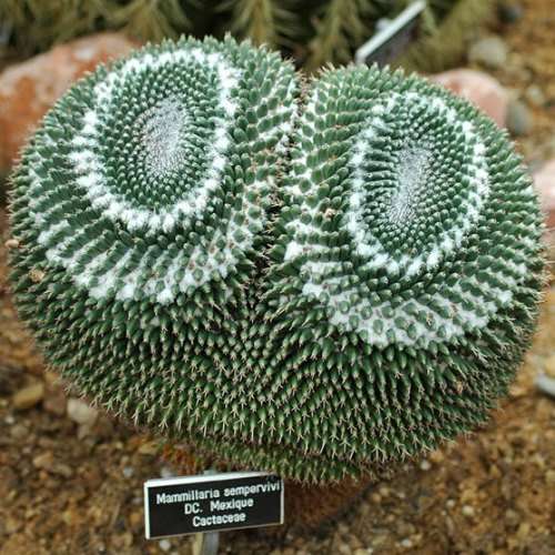 Mammillaria sempervivi Seeds - Verified Seller - Exotic Succulent Cactus