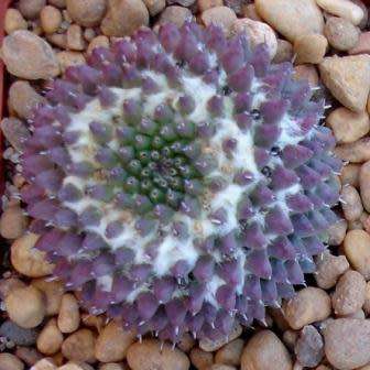 Mammillaria sempervivi Seeds - Verified Seller - Exotic Succulent Cactus