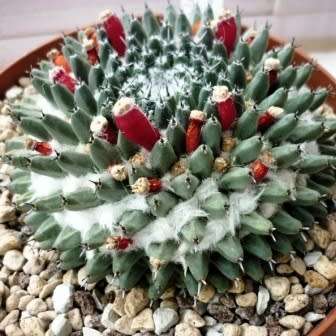 Mammillaria sempervivi Seeds - Verified Seller - Exotic Succulent Cactus