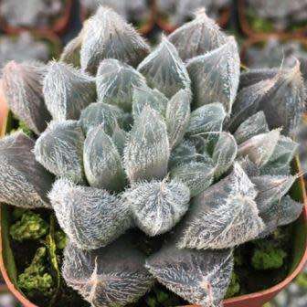 Haworthia cooperi var. venusta - 5 Seed Pack - Indigenous Endemic Succulent - Flat Ship Rate