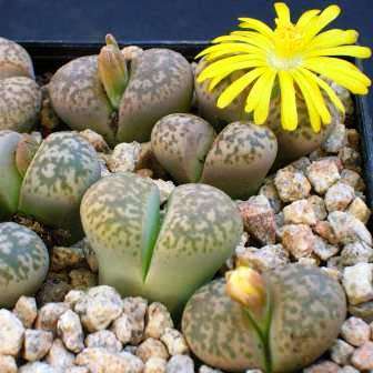 Lithops gesinae Seeds - Flowering Stones Indigenous Endemic Succulent Mesemb - NEW