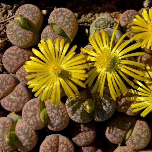 Lithops gesinae Seeds - Flowering Stones Indigenous Endemic Succulent Mesemb - NEW