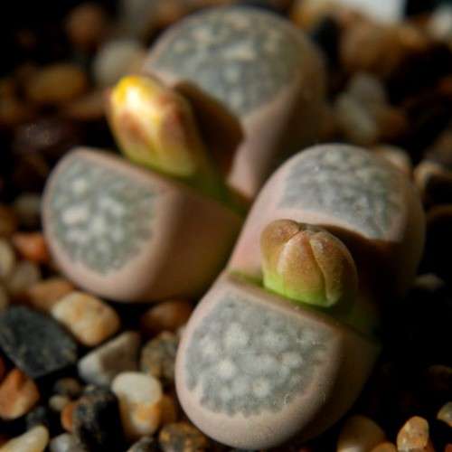 Lithops geyeri Seeds - Flowering Stones - Flat Ship Rate - Indigenous Endemic Succulent Mesemb