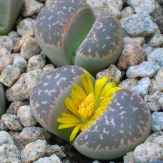 Lithops naureeniae Seeds - Flowering Stones Indigenous Endemic Succulent Mesemb - NEW