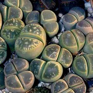 Lithops olivacea ssp olivacea Seeds - Flowering Stones Indigenous Endemic Succulent Mesemb - NEW