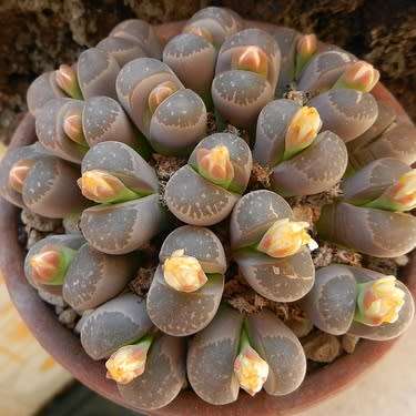 Lithops olivacea var nebrownii Seeds - Beeskloutjies Indigenous Endemic Succulent Mesemb - NEW