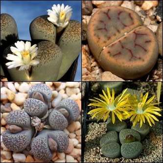 Lithops terricolor Mixed Forms Seeds - Beeskloutjies Inheemse Vetplant Mesemb - Global Shipping