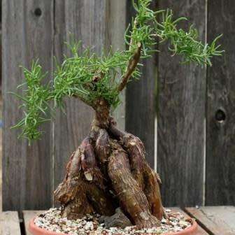5 Mestoklema tuberosum Seeds - Indigenous South African Bonsai Succulent to Buy From South Africa