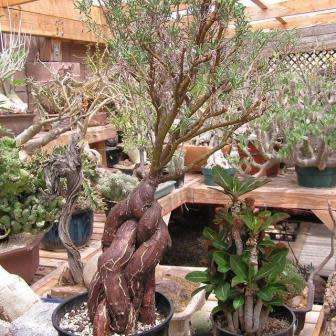 5 Mestoklema tuberosum Seeds - Indigenous South African Bonsai Succulent to Buy From South Africa