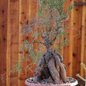 5 Mestoklema tuberosum Seeds - Indigenous South African Bonsai Succulent to Buy From South Africa