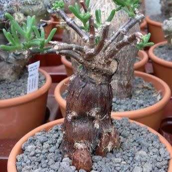 5 Mestoklema tuberosum Seeds - Indigenous South African Bonsai Succulent to Buy From South Africa
