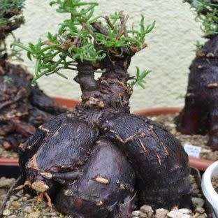 5 Mestoklema tuberosum Seeds - Indigenous South African Bonsai Succulent to Buy From South Africa