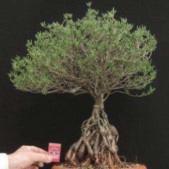 5 Mestoklema tuberosum Seeds - Indigenous South African Bonsai Succulent to Buy From South Africa