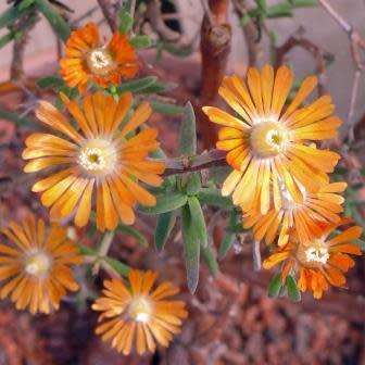 5 Mestoklema tuberosum Seeds - Indigenous South African Bonsai Succulent to Buy From South Africa