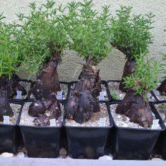 5 Mestoklema tuberosum Seeds - Indigenous South African Bonsai Succulent to Buy From South Africa